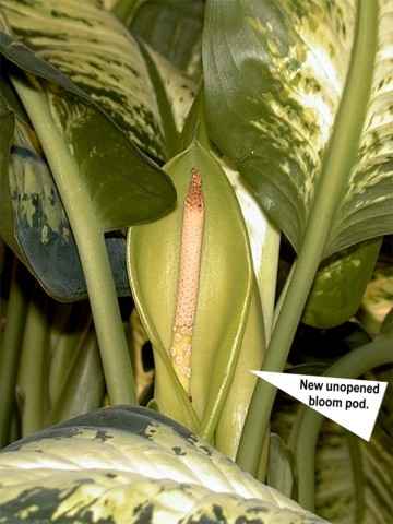 of Desert and house plants common house plants. of Desert and house plants